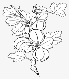 Coloring book of delicious gooseberries on a twig